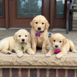 Tessa x Charlie's Litter